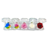 Diamond Real Preserved Rose Keepsake - 12 Pieces Per Retail Ready Display 25074