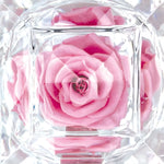 Diamond Real Preserved Rose Keepsake - 12 Pieces Per Retail Ready Display 25074 KIPP BROTHERS