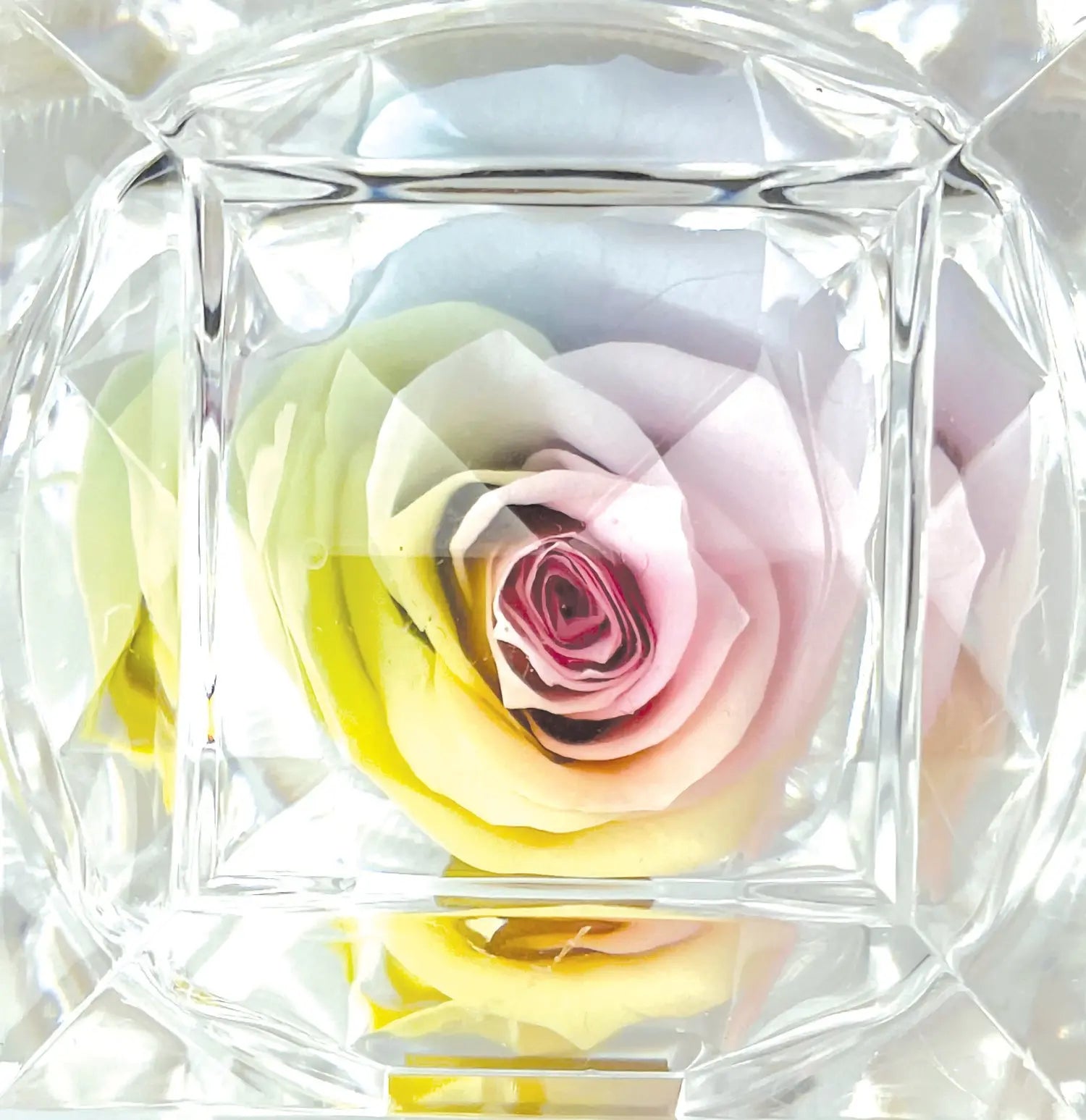 Diamond Real Preserved Rose Keepsake - 12 Pieces Per Retail Ready Display 25074 KIPP BROTHERS