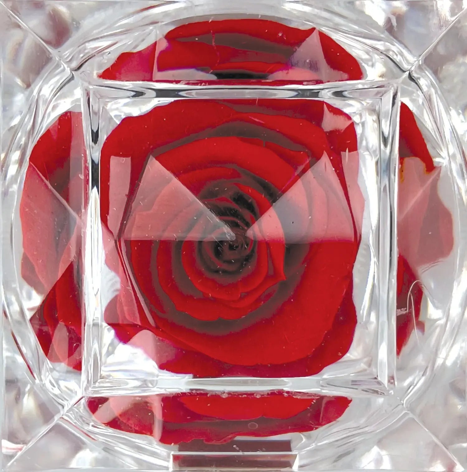 Diamond Real Preserved Rose Keepsake - 12 Pieces Per Retail Ready Display 25074 KIPP BROTHERS