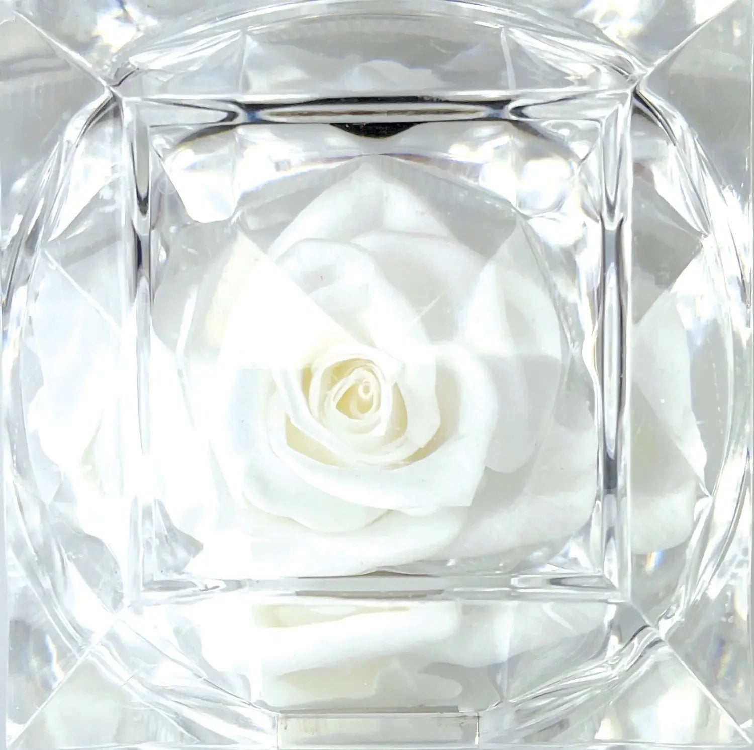 Diamond Real Preserved Rose Keepsake - 12 Pieces Per Retail Ready Display 25074 KIPP BROTHERS