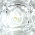 Diamond Real Preserved Rose Keepsake - 12 Pieces Per Retail Ready Display 25074 KIPP BROTHERS